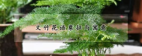 文竹花語|文竹的寓意和花语